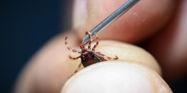 Kene Tehlikesine Dikkat! Koruma Şart!