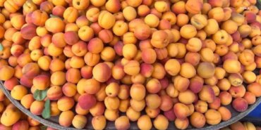 Iğdır’da Kayısı Fiyatları İddiasına Denetim!