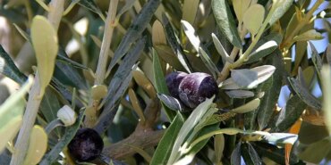 Zeytinlikler İçin Mücadele: Ranta Hayır!