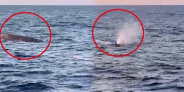 Balıkçılar Akdeniz’de Dev Balina Gördü!