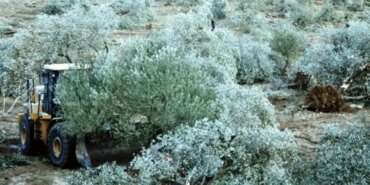 Zeytinliklere Madencilik İhaneti Tepki Çekti!