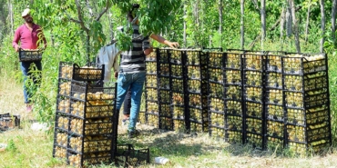 Iğdır Kayısısında Rekor Hasat Beklentisi!