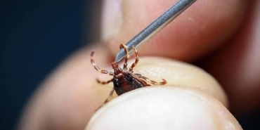 Yürüyüşte Kenelere Dikkat! Sağlığınızı Koruyun