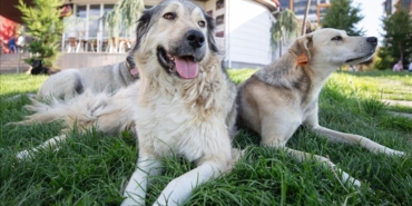 BİST Verileri: Telif Hakları ve Kullanım Kuralları