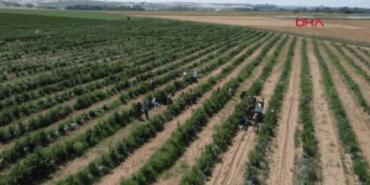 Edirne’de Yaban Mersini Hasadı Donla Sarsıldı!