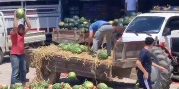 Karpuzları Yerle Bir Eden Üreticilere Ceza Yolda!