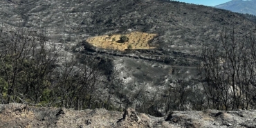 Ödemiş’te Yangın: Zeytin Ağaçları Kül Olmadı!