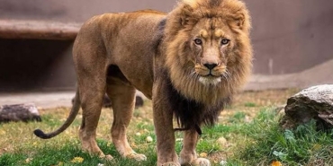 Aslan Zeus, Manavgat’ta Çiftçiye Saldırdı!