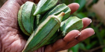 Bamya Suyunun Gizli Faydaları ve Tarifleri