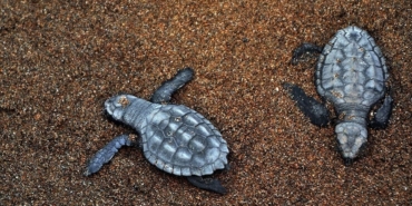 Kaplumbağa Kurtarıldı: Doğaya Döndü!