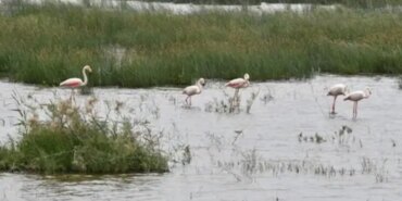 Sulak Alanlar Tehlikede: 2050’ye Kadar Yok Olabilir!