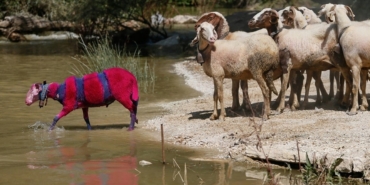 Sudan Koyun Geçirme Yarışması İptal Edildi!