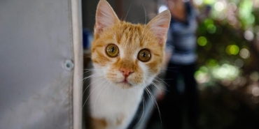 Kedilerde Kronik Böbrek Yetmezliği Tehlikesi!