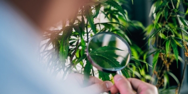 Kenevir Yasası: Sağlık mı, Bağımlılık mı?