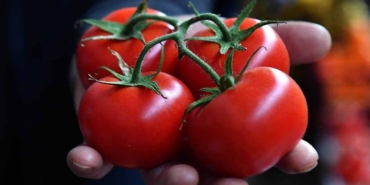 Domates Tüketimi Sağlığınızı Tehdit Edebilir!