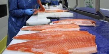 Dünyanın En Sağlıklı Balığı: Deniz Levreği!