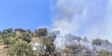 Zeytinlikteki Yangın Hızla Kontrol Altına Alındı!