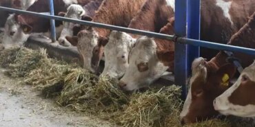 Artvin’de Şap Hastalığı Hayvan Üreticilerini Vurdu