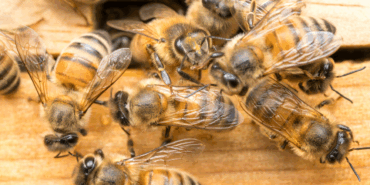 Arı Zehri, Meme Kanserine Umut Oluyor!