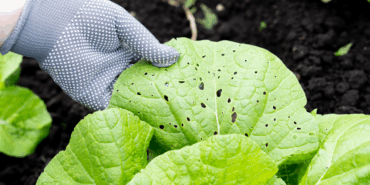 Kanserle Mücadelede Bitki Virüsü Devrimi!