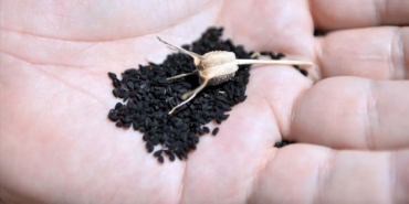 Çörek Otu: Aç Karnına Şifa Deposu!