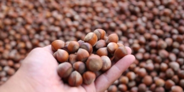 CHP’den Fındık Fiyatlarına Sert Tepki!