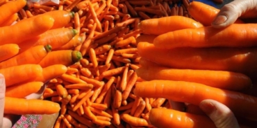 Türkiye’den İthal Havuçta Sağlık Riski Uyarısı!