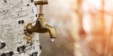 Huş Ağacı Özsuyu: Doğanın Şifa Kaynağı!