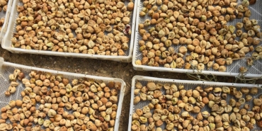 İzmir’de İncir Hasadı Başladı, Kerevet Desteği!