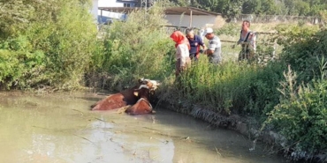 Erbaa’da İneklere İtfaiye Kurtarma Operasyonu