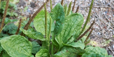 Mızrak Otu: Doğanın Şifa Kaynağı Yeniden Keşfedildi