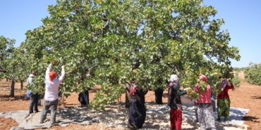 Siirt’te Fıstık Hasadı Erken Başladı, Verim Düşüyor!