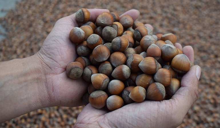 Fındık Fiyatları İle İlgili Tepkiler Büyüyor!