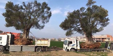 Zeytin Ağaçlarına Cellat Seçimi: Bilim mi Şirket Mi?