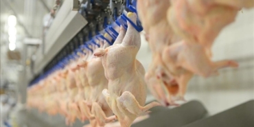 Tavuk Tüketimi Ölüm Riskini Artırıyor Mu?