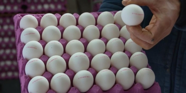 Yumurtada Sağlık Tehlikesine Dikkat!
