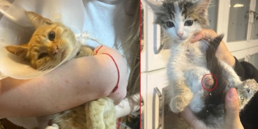 Sokak Hayvanlarına Yönelik Canice Saldırı!