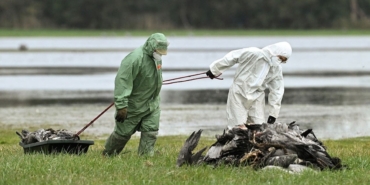 Kuş Gribi Alarmı: 500 Bin Hayvan İtlaf Edildi! Kuş Gribi Alarmı: 500 Bin Hayvan İtlaf Edildi!