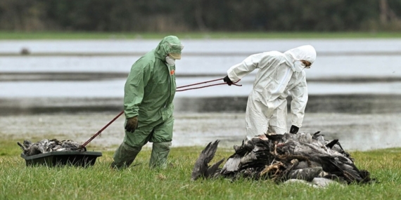 Kuş Gribi Alarmı: 500 Bin Hayvan İtlaf Edildi! Kuş Gribi Alarmı: 500 Bin Hayvan İtlaf Edildi!