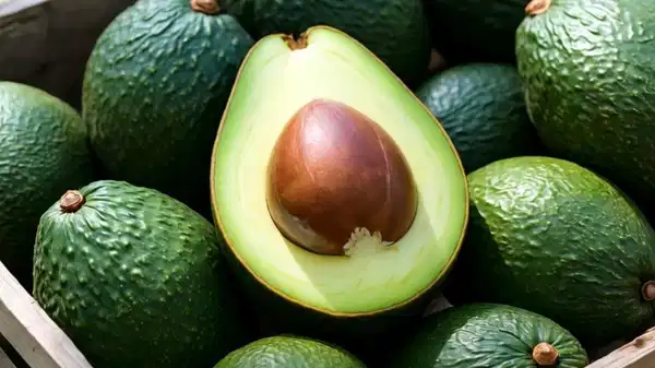 Alanya’da Avokado Satışı: Tane Üzerinden Devam! Alanya’da Avokado Satışı: Tane Üzerinden Devam!