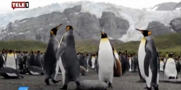 TELE1’e Kayyum Atandı, İlk Yayın Penguen Belgeseli TELE1’e Kayyum Atandı, İlk Yayın Penguen Belgeseli