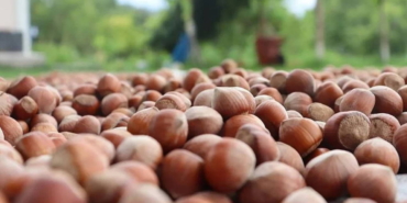 Fındık Fiyatlarında İstikrar İçin Depo Şart!