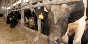 Bolu’da Deli Dana Hastalığı Tespit Edildi!