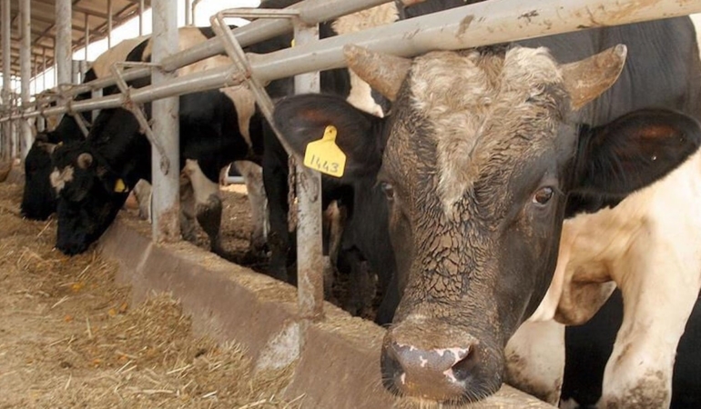 Bolu’da Deli Dana Hastalığı Tespit Edildi!