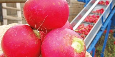 Turp Tüketiminde Dikkat: Sağlık Tehlikeleri!