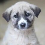 Belediyelerden Sokak Hayvanlarına Dikkat Çekici Rapor