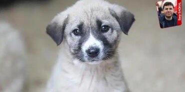 Belediyelerden Sokak Hayvanlarına Dikkat Çekici Rapor