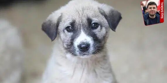 Belediyelerden Sokak Hayvanlarına Dikkat Çekici Rapor