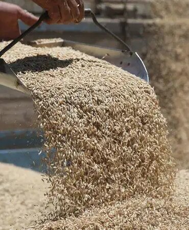 TMO’dan Arpa ve Mısır İthalatı Açıklaması!