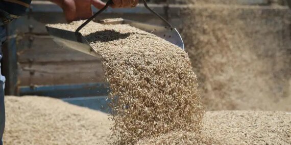 TMO’dan Arpa ve Mısır İthalatı Açıklaması!